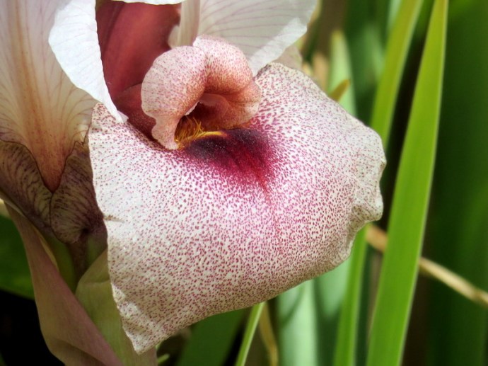 Iris lortetii_IMG_3073