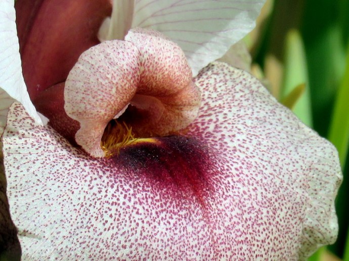 Iris lortetii_IMG_3074-001