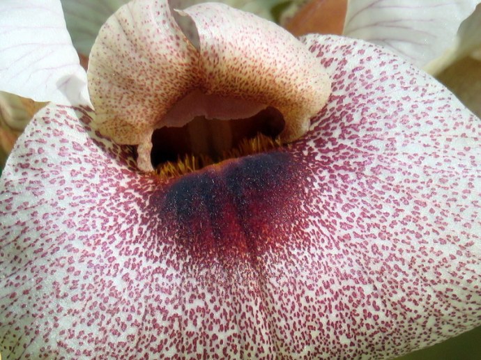 Iris lortetii_IMG_3077