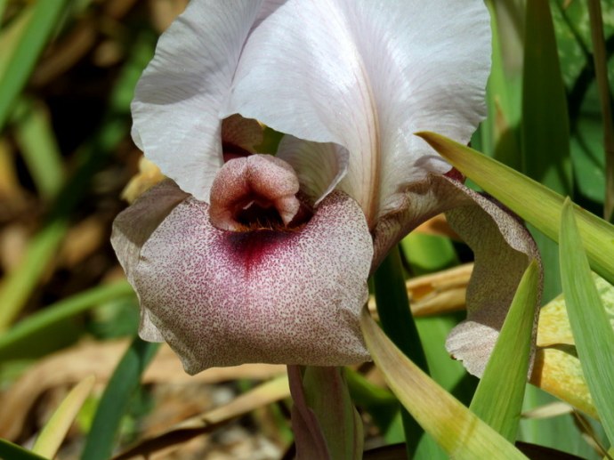 Iris lortetii_IMG_3079