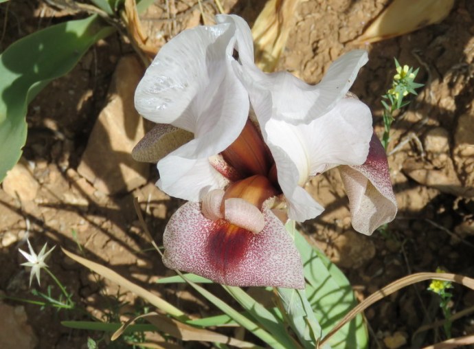 Iris lortetii_IMG_3084