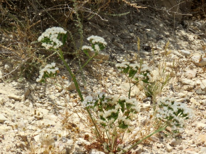 Limonium lobatum IMG_3215
