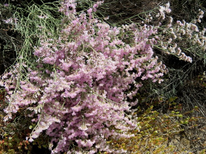 Limonium pruinosum IMG_3347