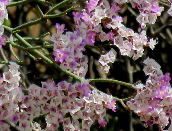 Limonium pruinosum IMG_3360-003-b