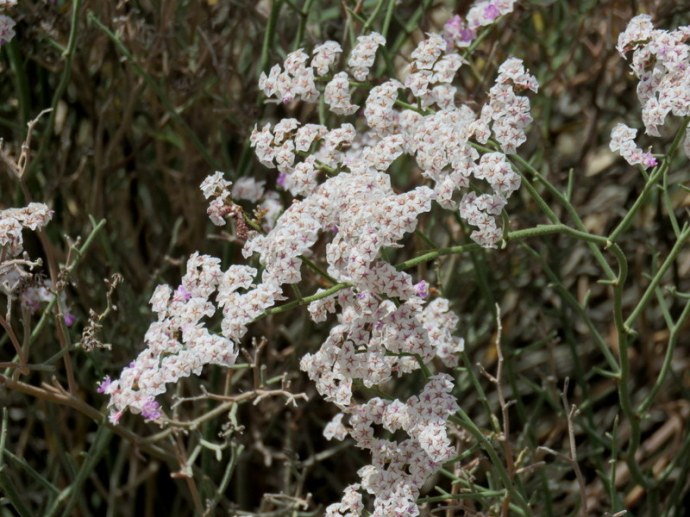 Limonium pruinosum IMG_3367