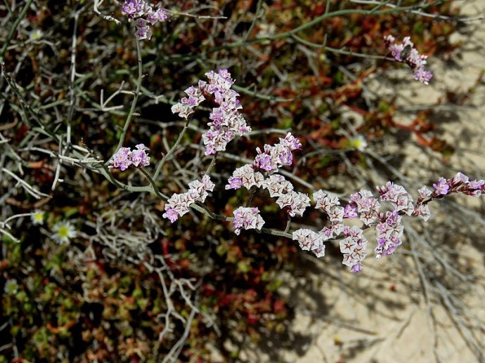 Limonium pruinosum IMG_3369-001