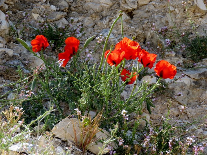 Maki_Glaucium grandiflorum IMG_3893