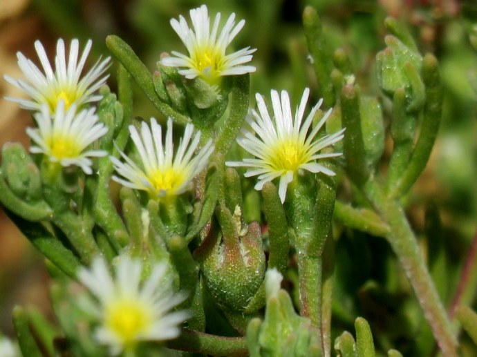 Mesembryanthemum nodiflorum IMG_3188