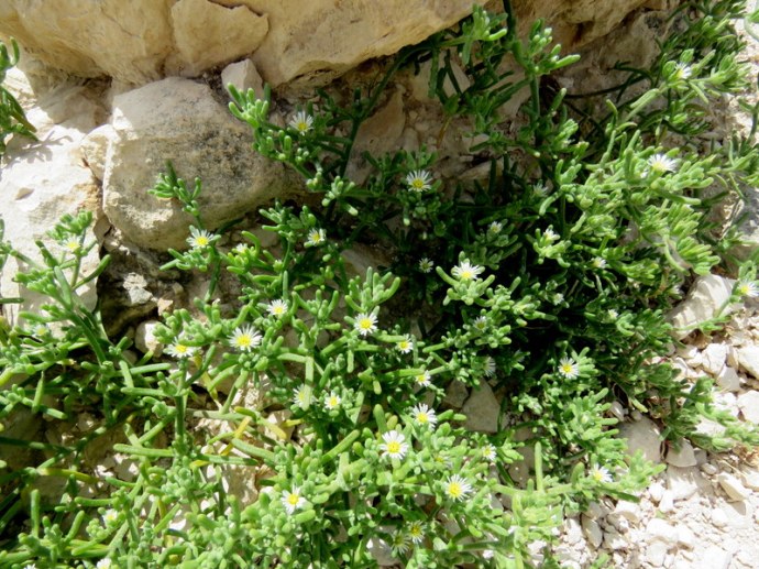 Mesembryanthemum nodiflorum IMG_3228