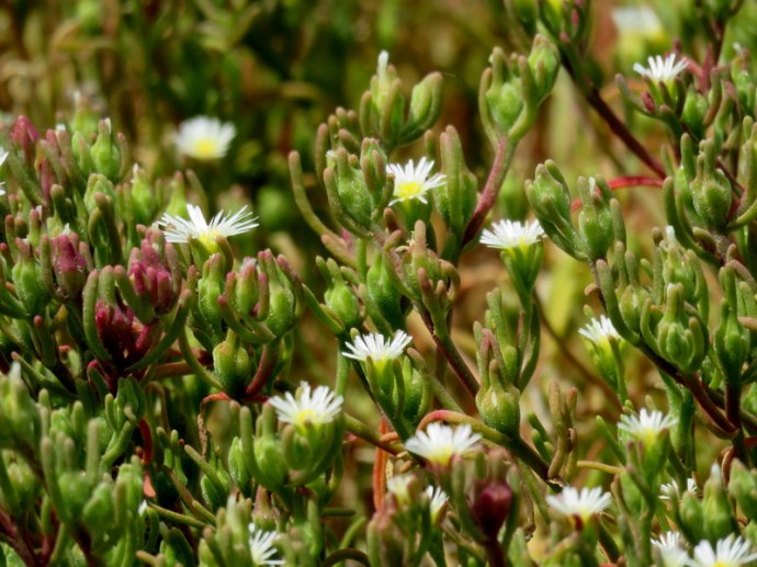 Mesembryanthemum nodiflorum IMG_3306