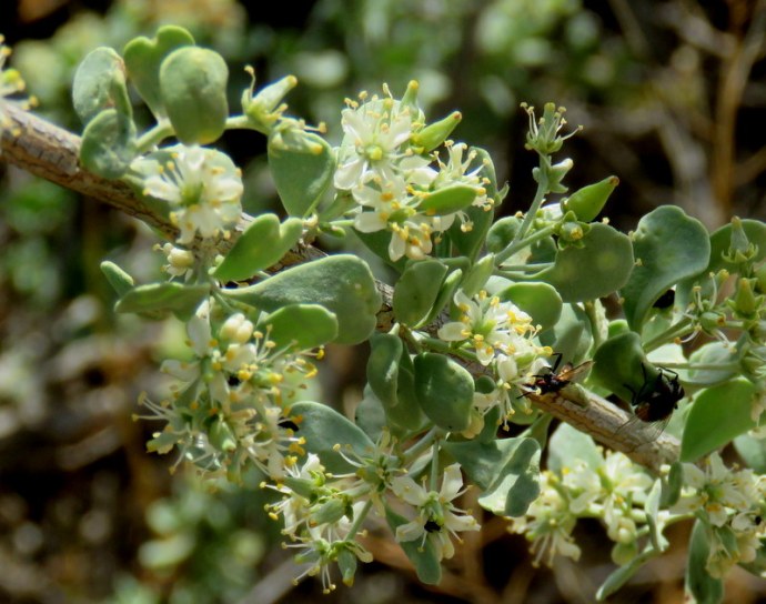 Nitraria retusa IMG_3322-001