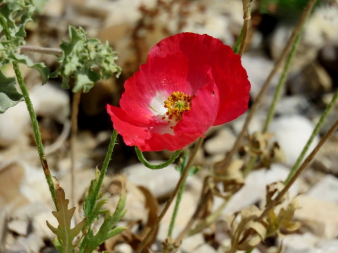 Papaver humile IMG_3276