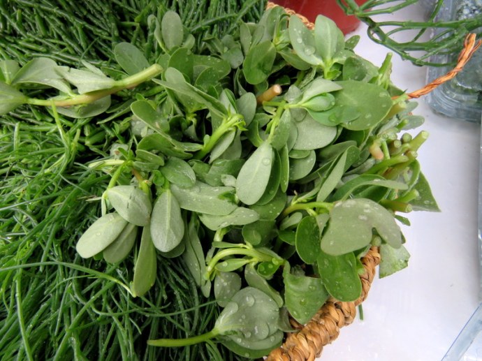 Portulaca oleracea IMG_2678