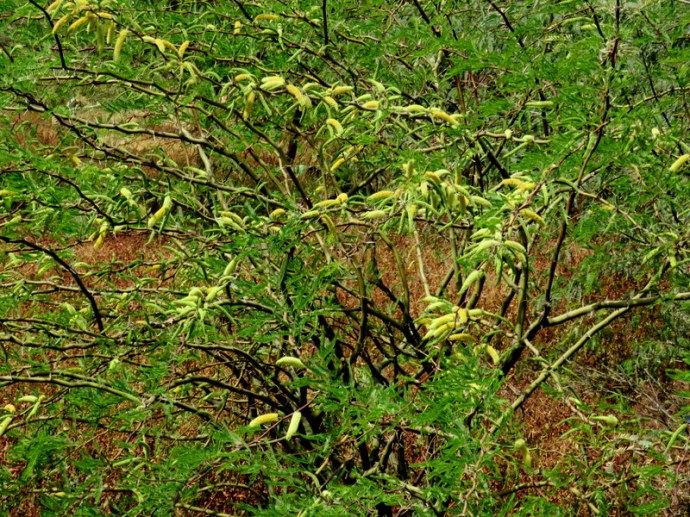 Prosopis juliflora IMG_3190