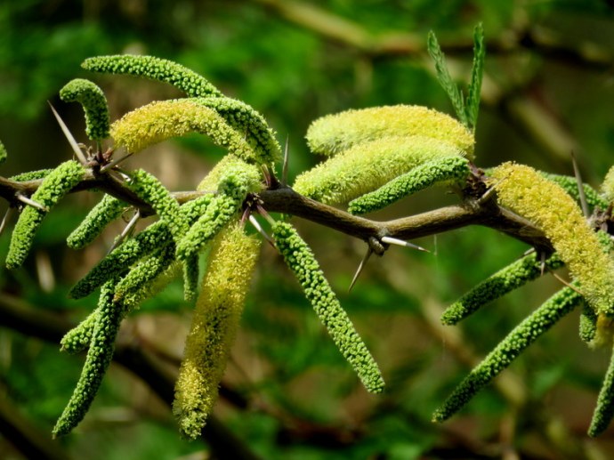 Prosopis juliflora IMG_3193