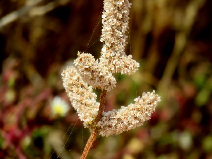 Psylliostachys spicata_IMG_3316