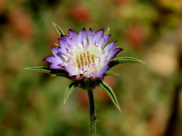 Pterocephalus plumosus IMG_3025