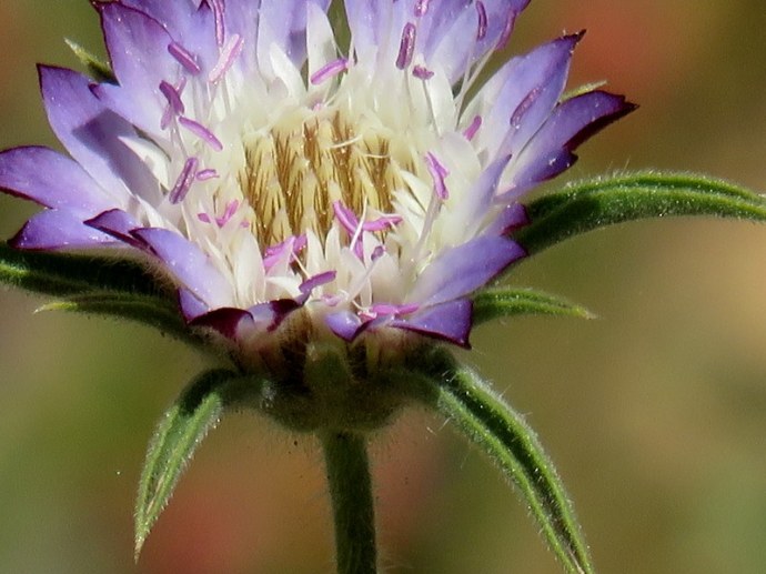 Pterocephalus plumosus IMG_3027