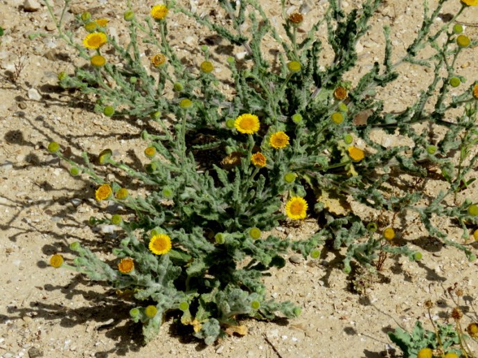 Pulicaria incisa IMG_3219