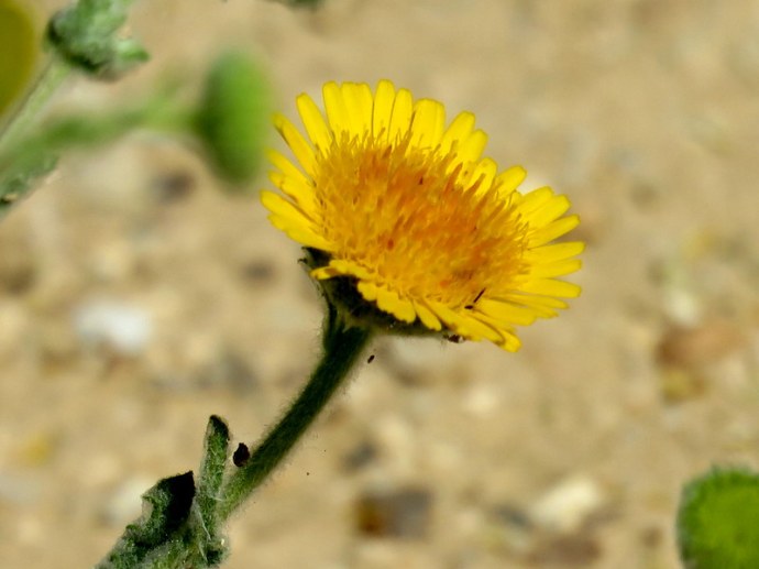 Pulicaria incisa IMG_3223