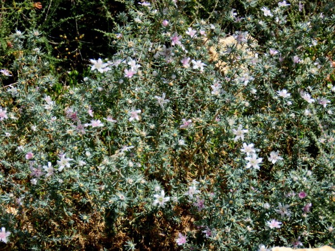 Reaumuria negevensis IMG_3262