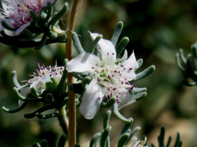 Reaumuria negevensis IMG_3271