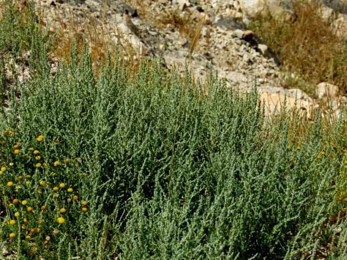 Salicornia europaеa  IMG_3251