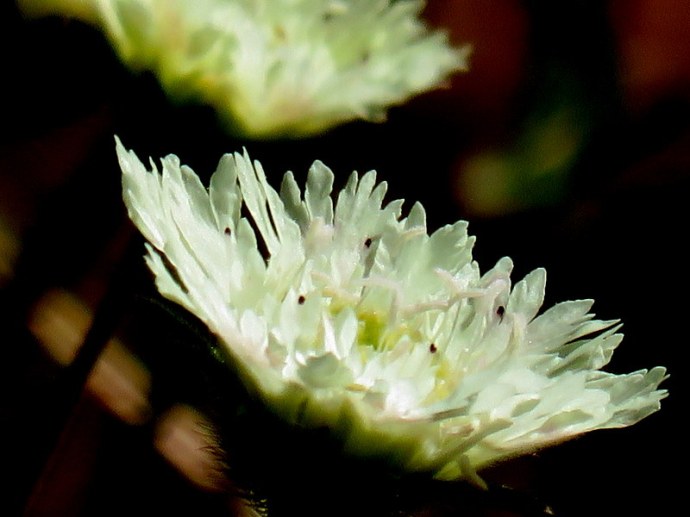 Scabiosa prolifera IMG_3119