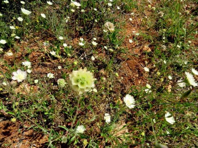 Scabiosa prolifera IMG_3120