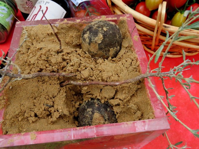 Terfezia arenarialeonis IMG_2662