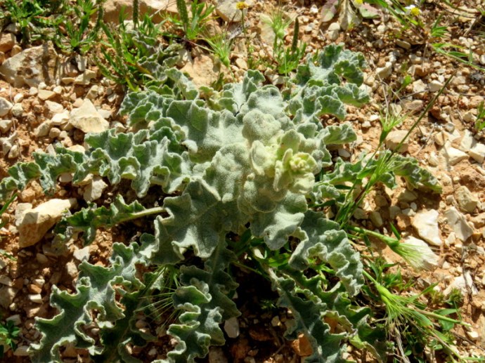 Verbascum caesareum IMG_3146