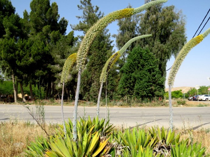 Agave attenuata IMG_7565