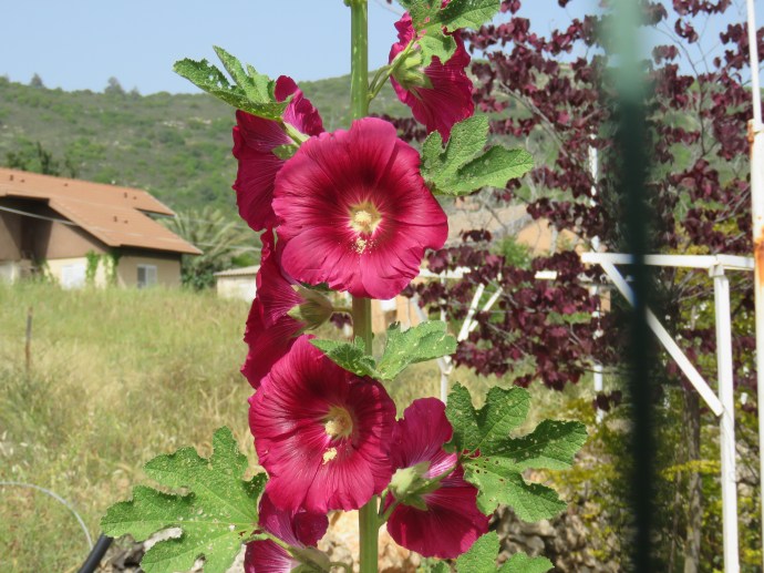 Alcea setosa IMG_5565