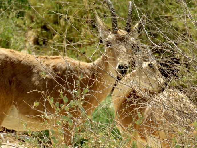 Gazella gazella IMG_7606