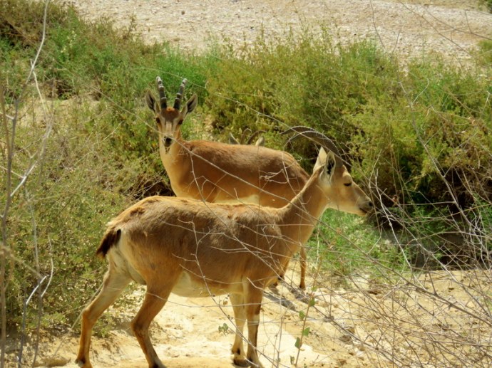 Gazella gazella IMG_7611