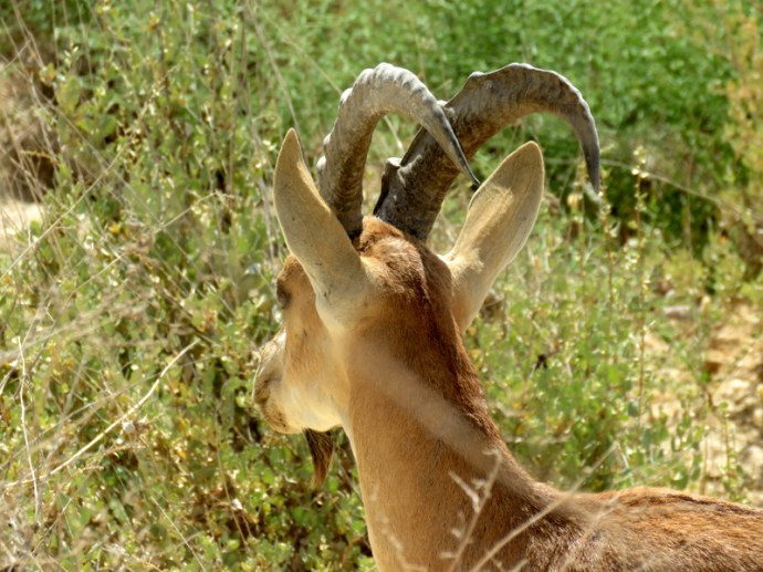 Gazella gazella IMG_7612