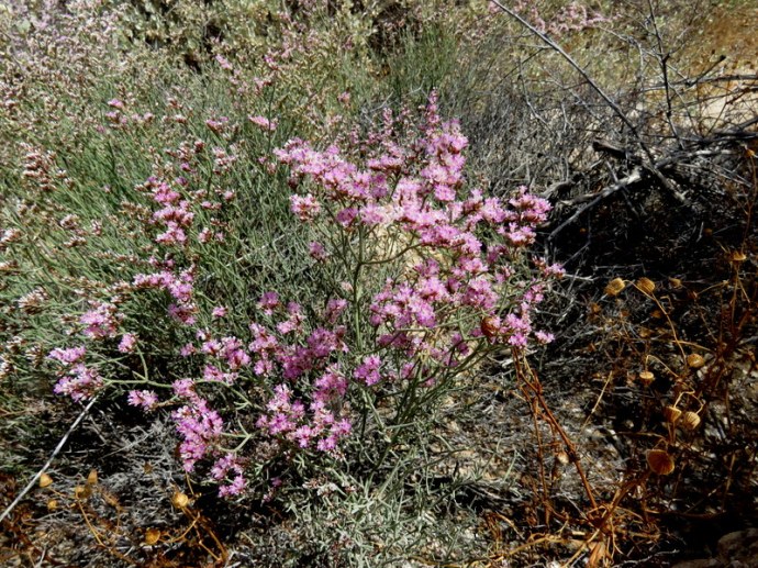 Limonium pruinosum IMG_7643