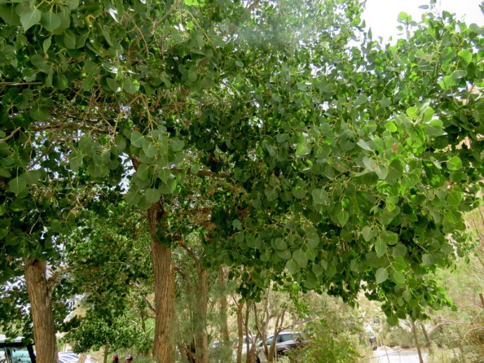 Populus euphratica IMG_7700