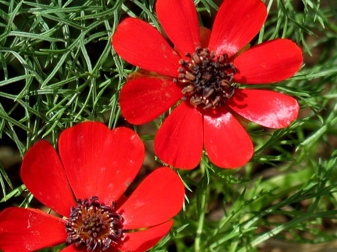 Adonis palaestina IMG_3139-001