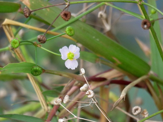 Alisma lanceolatum IMG_2370-001