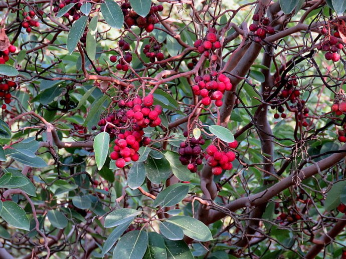 Arbutus andrachne IMG_0111-001