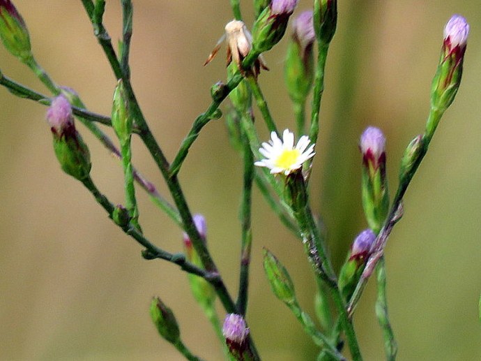 Aster subulatus IMG_2355-001