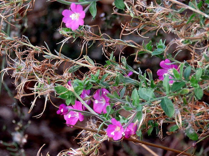 Epilobium hirsutum IMG_2391-001