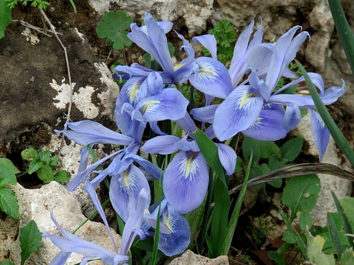 Iris vartanii_IMG_2222-001