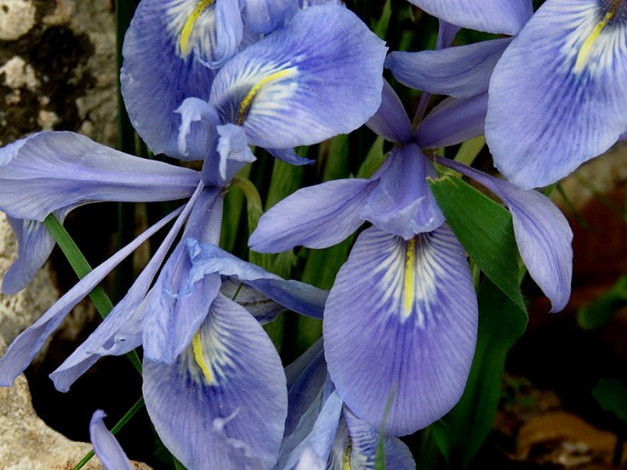 Iris vartanii_IMG_2223-001