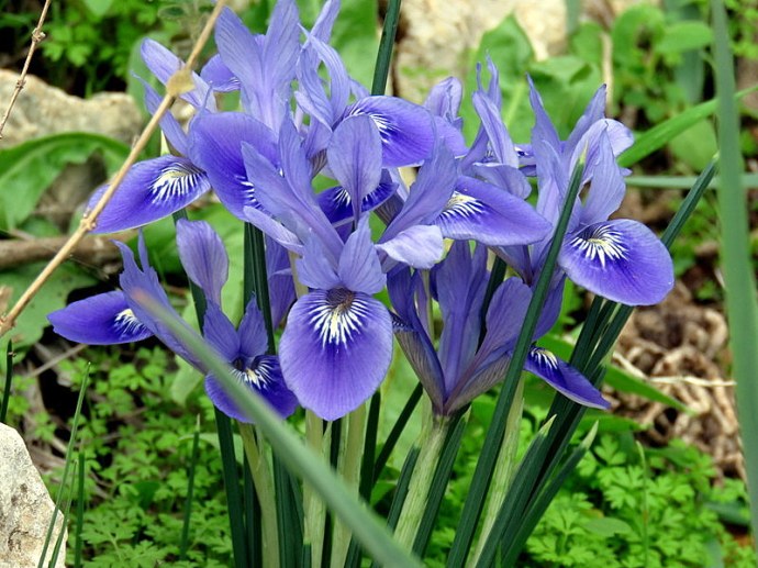 Iris vartanii_IMG_2253-001