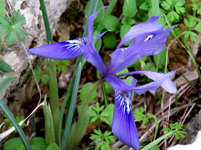 Iris vartanii_IMG_2269-001