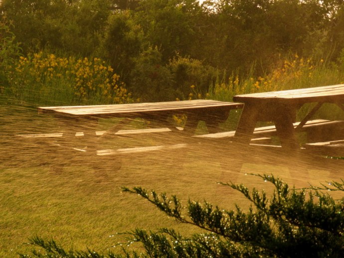 Juniperus_Mojjev_IMG_9710