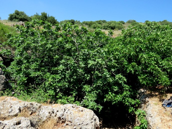 Peschera_Figa_IMG_0293