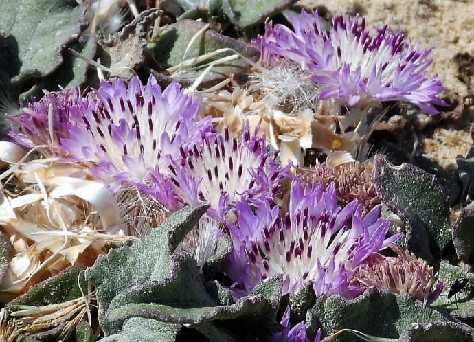 1-Centaurea pumilio DSCN0367 (2)